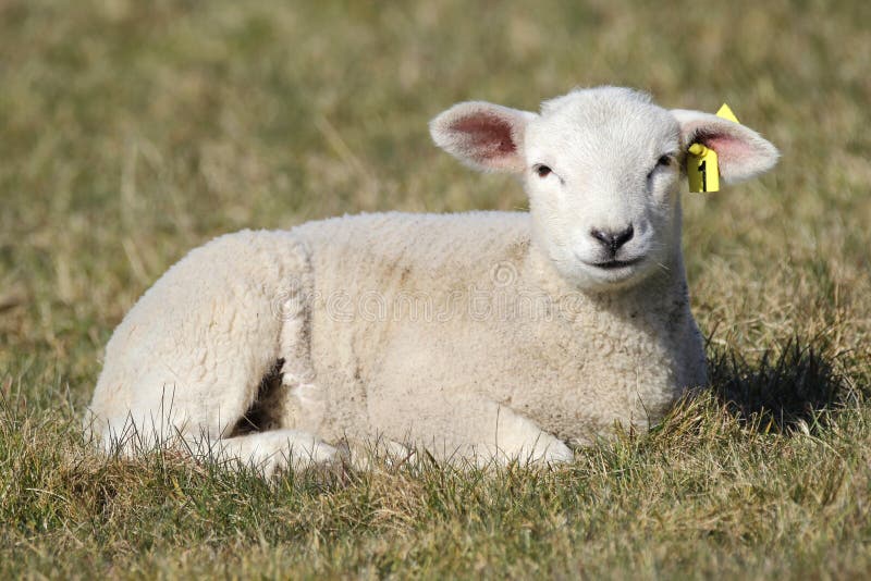 Baby lamb sitting stock image. Image of cute, young, ground 36995177