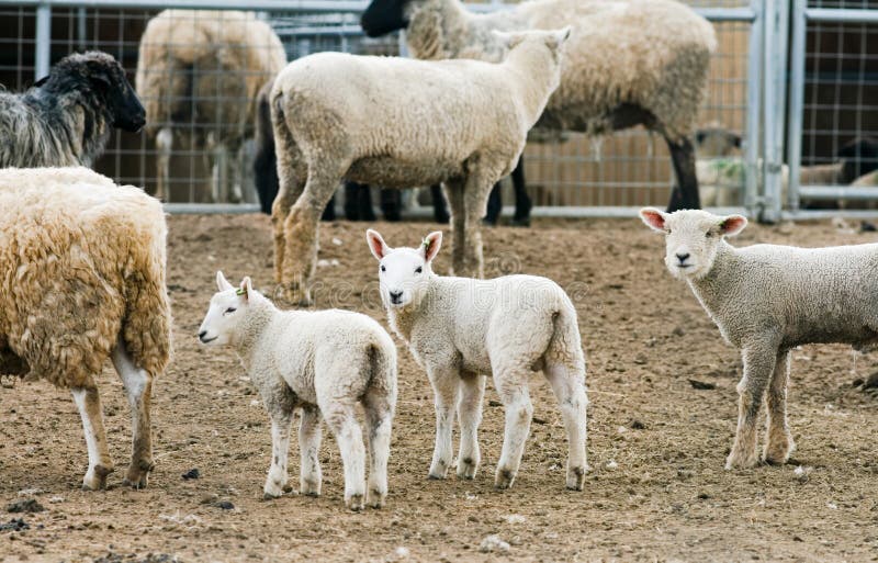 Baby Lambs on a Farm stock photo. Image of spring, curly 14472822
