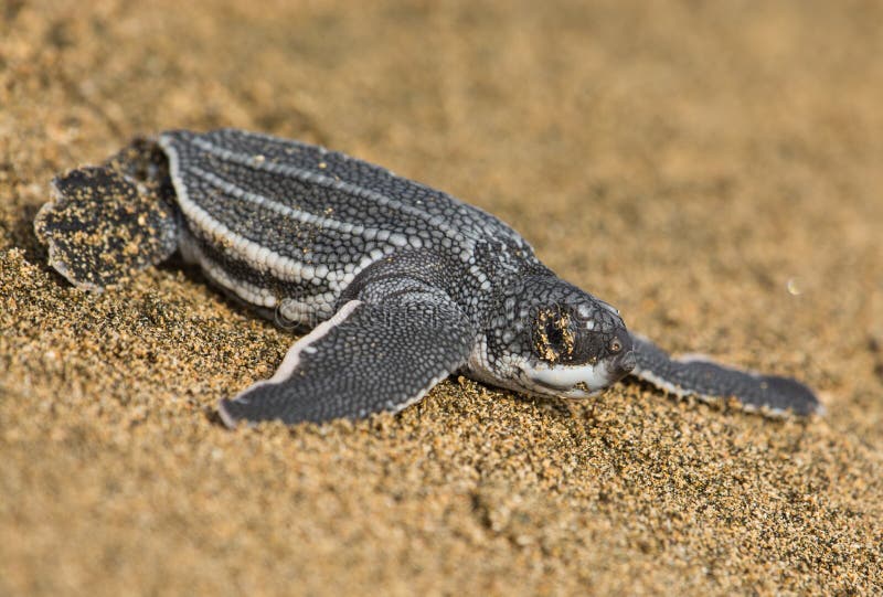 Baby Leatherback Sea Turtle, sand, beach, puertorico, newborn, black, seaturtle, outdoors, nature, flipers, flippers, cute