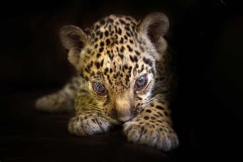 441 Baby Black Panther Photos Free Royalty Free Stock Photos From Dreamstime 441 Baby Black Panther Photos Free Royalty Free Stock Photos From Dreamstime