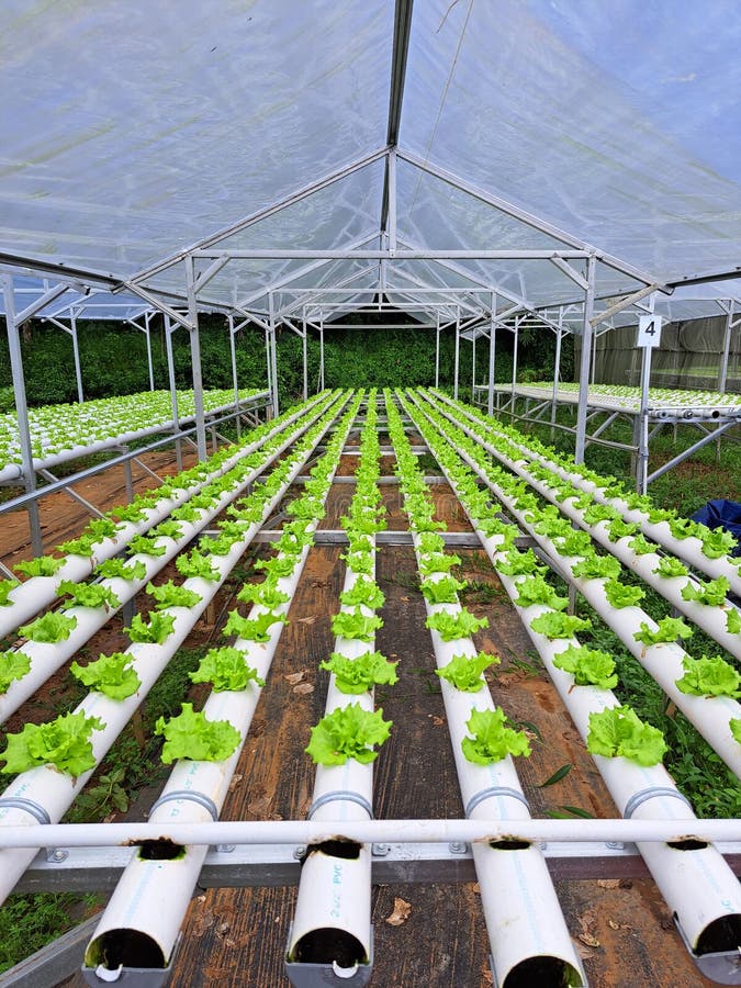 Baby Lettuce on Hydroponic Farm Stock Image Image of farm, baby