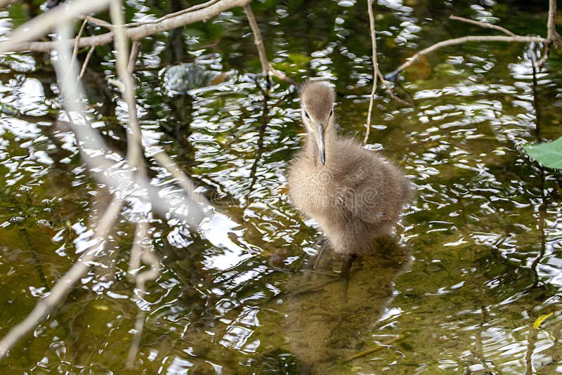 Baby Limpkin In Shallow Water stock image