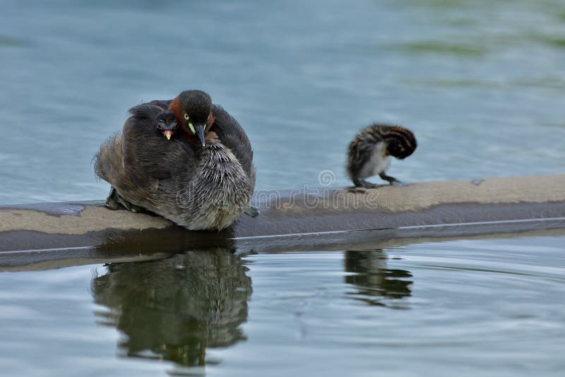 Baby of Little Grebe ou Dabchick (Tachybaptus ruficollis) rester images libres de droits Baby of Little Grebe ou Dabchick (Tachybaptus ruficollis) rester images libres de droits