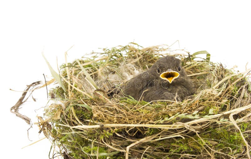 Baby little sparrow stock photos