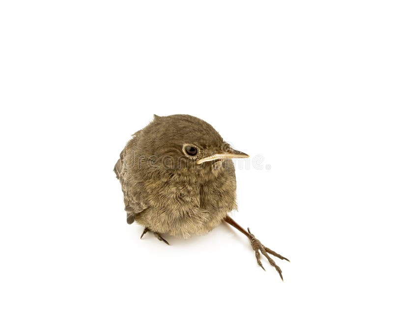 Baby little sparrow royalty free stock photography