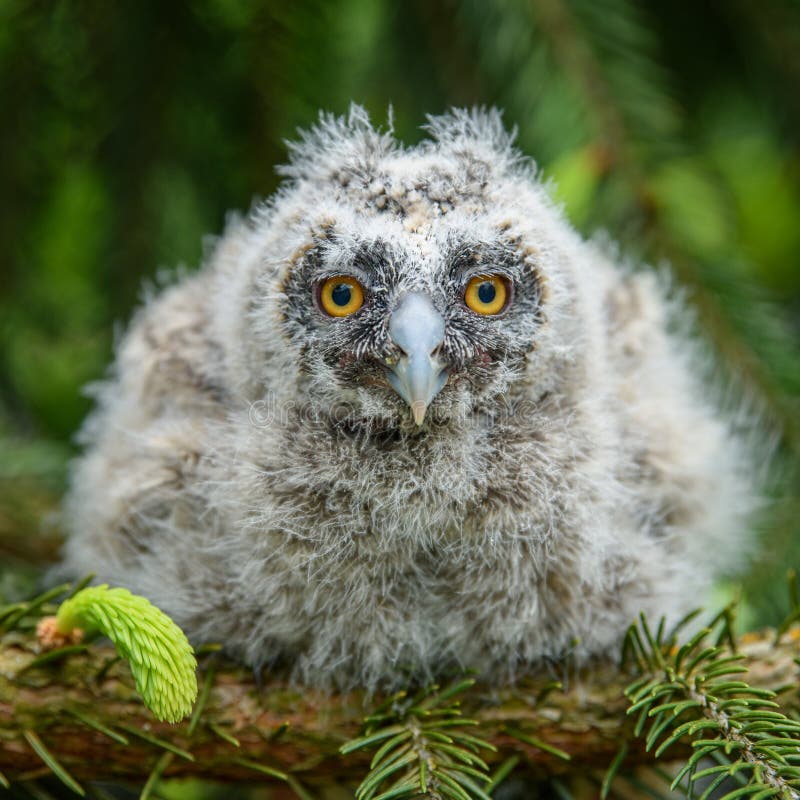 Baby Long-eared Owl Owl in the Wood, Sitting on Tree Trunk in the ...