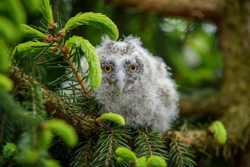 Baby Long-eared Owl Owl in the Wood, Sitting on Tree Trunk in the ...