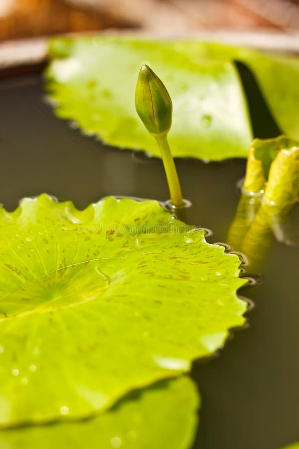 Baby lotus leaves stock photo. Image of natural, pool 92404620
