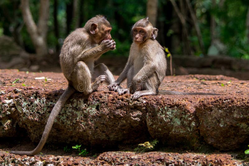 Baby macaque apen die voedsel in Kambodja delen stock afbeeldingen Baby macaque apen die voedsel in Kambodja delen stock afbeeldingen