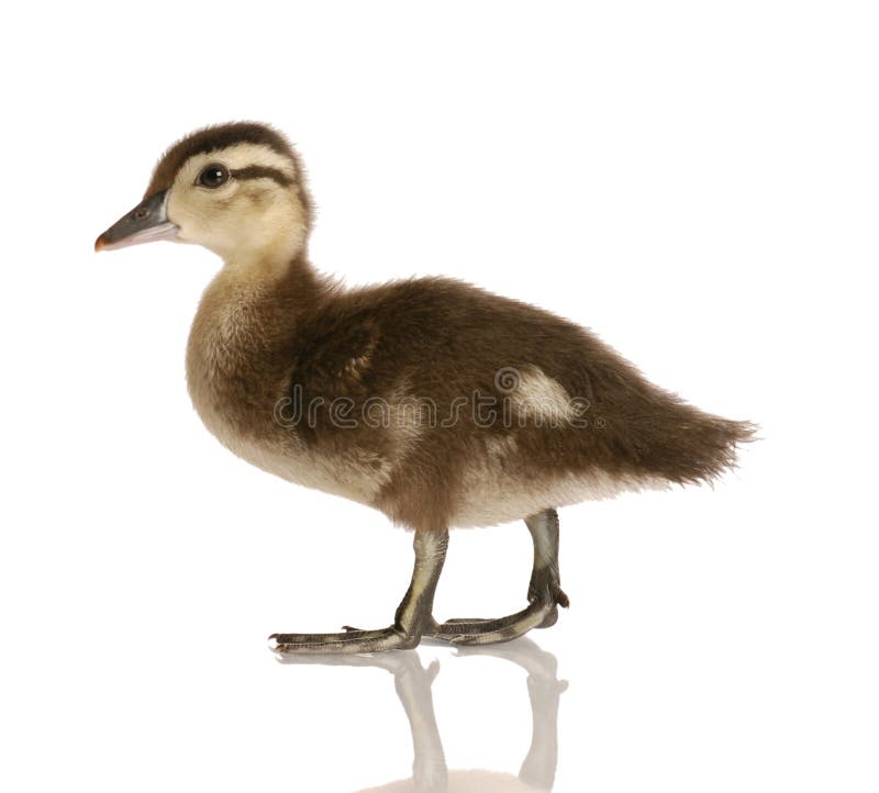 Baby mallard duck stock image. Image of mallard, wing 