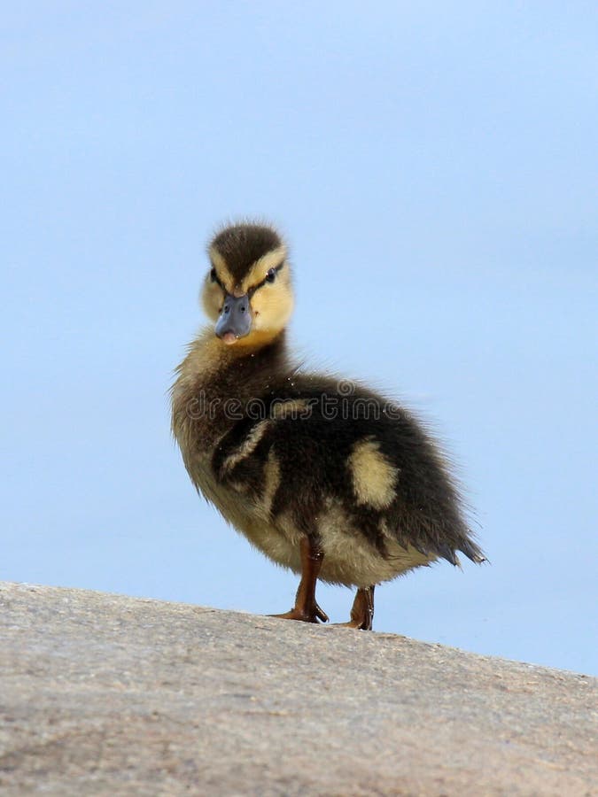 Un nino Pato salvaje pato de pie sobre el la roca.