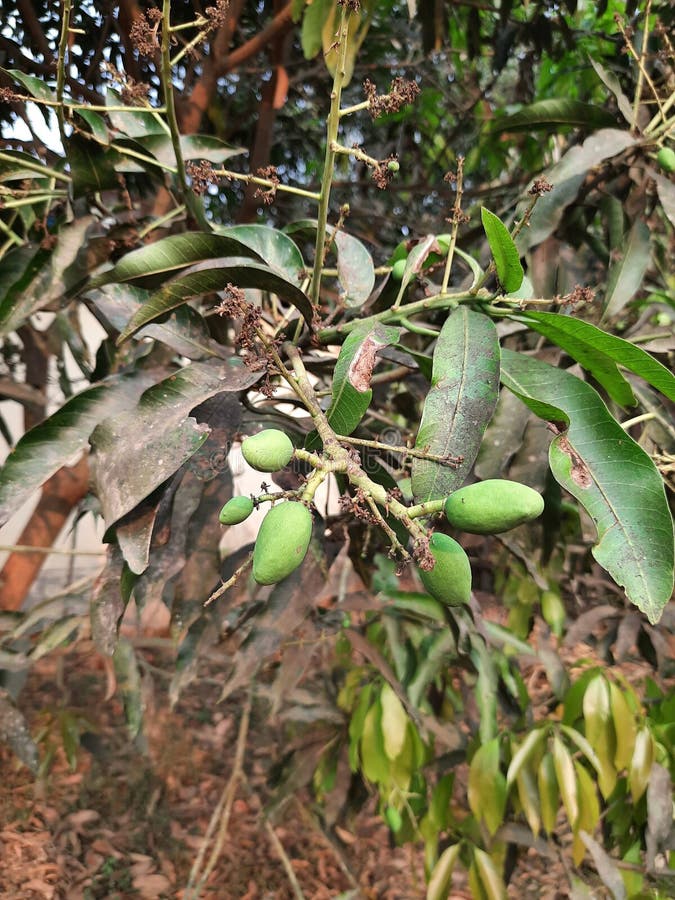 It is Baby mango fruit stock photo. Image of mango, fruit 220330918