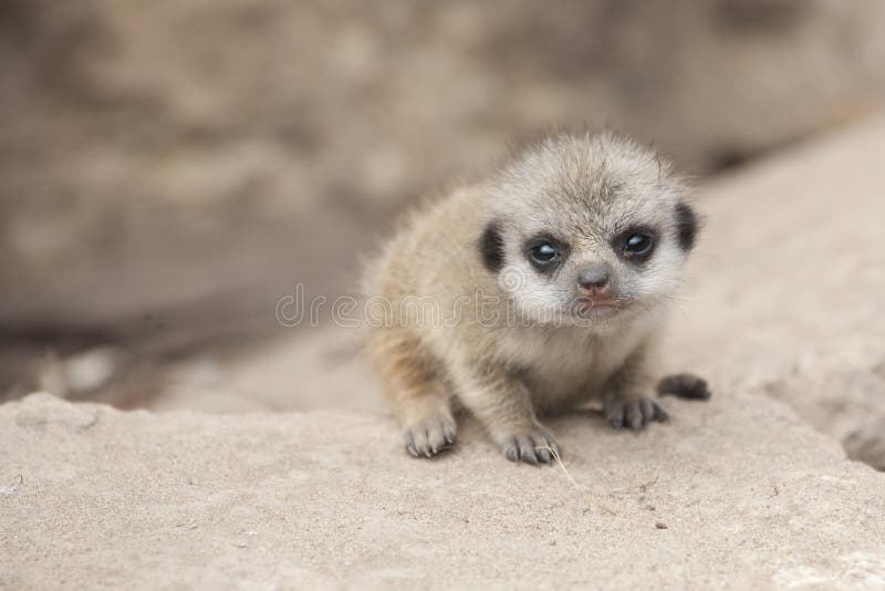 Baby Meerkat stock photo. Image of looking, funny, meerkat 39091680