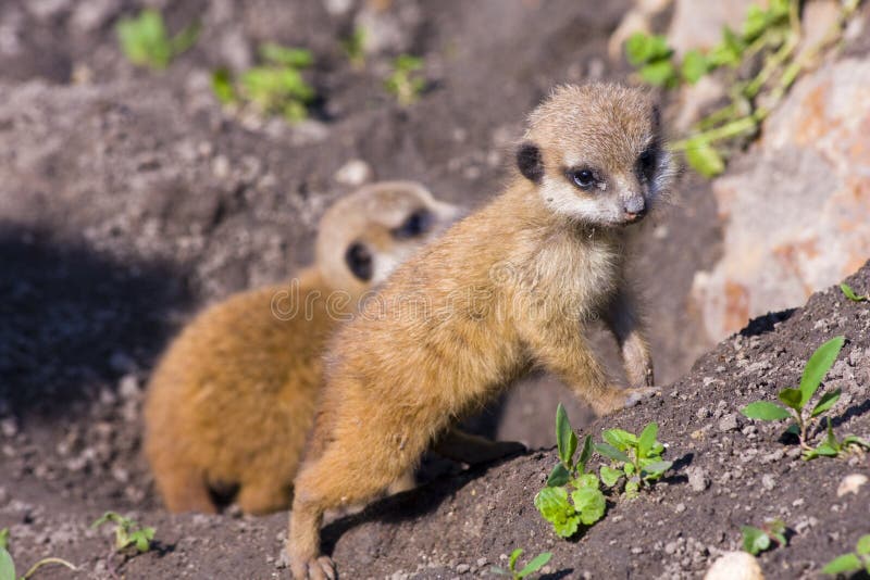 Baby meerkat (Suricata suricatta)
