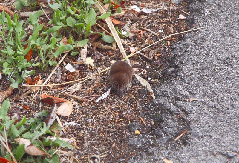 105 Baby Mole Photos Free Royalty Free Stock Photos From Dreamstime