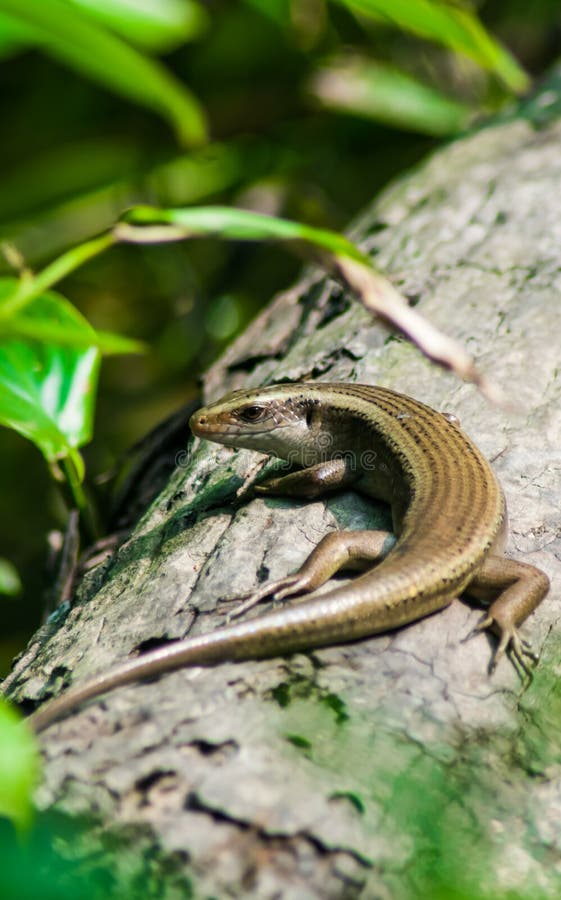 The Baby Monitor Lizard on the Tree. Newly Hatched Monitor Lizard on Tree. Stock Image Image