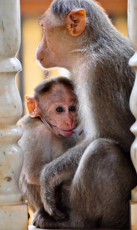 Baby monkey stock images
