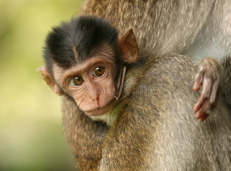 Baby monkey royalty free stock images