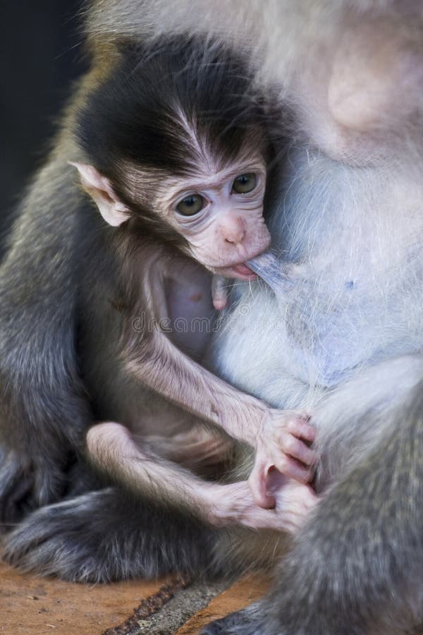 Baby Monkey royalty free stock images