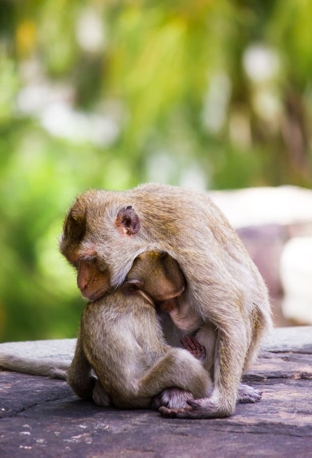 Baby monkey eating milk from mother`s breast royalty free stock images Baby monkey eating milk from mother`s breast royalty free stock images