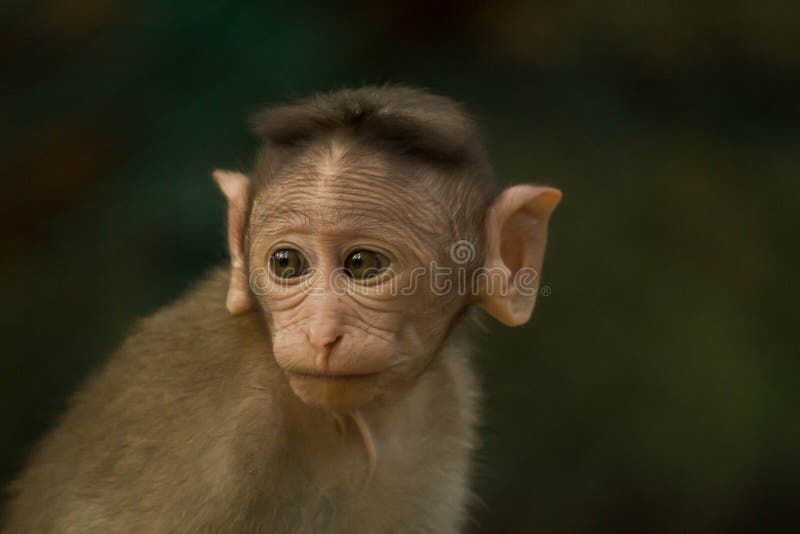 File:Monkey grooming 02.JPG - Wikipedia
