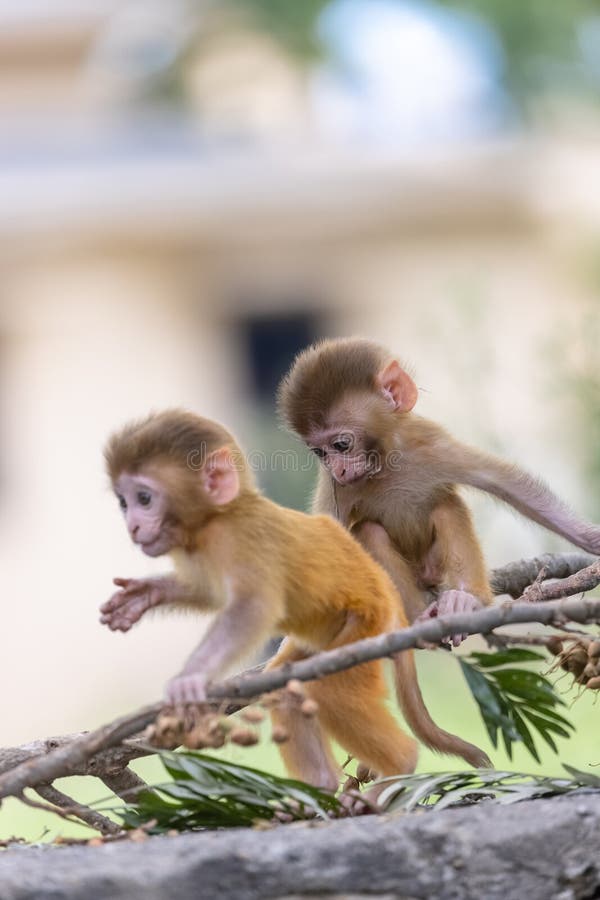 Baby monkey in forest cute playing the indian fotos de stock royalty free