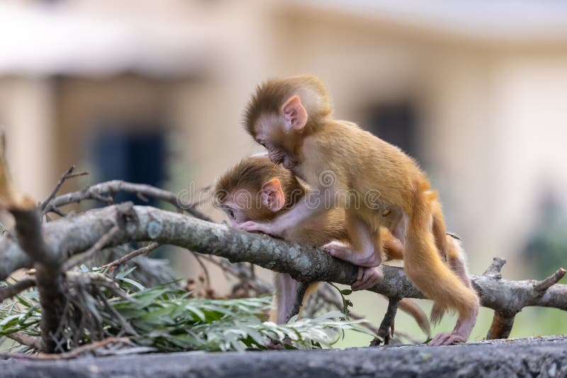 Baby monkey in forest cute playing the indian fotos de stock