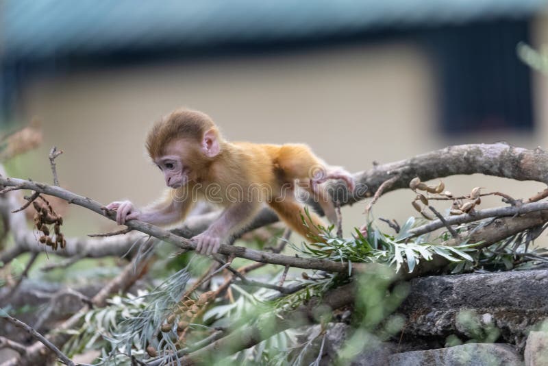 Baby monkey in forest cute playing the indian imagem de stock