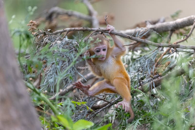 Baby monkey in forest cute playing the indian imagens de stock royalty free