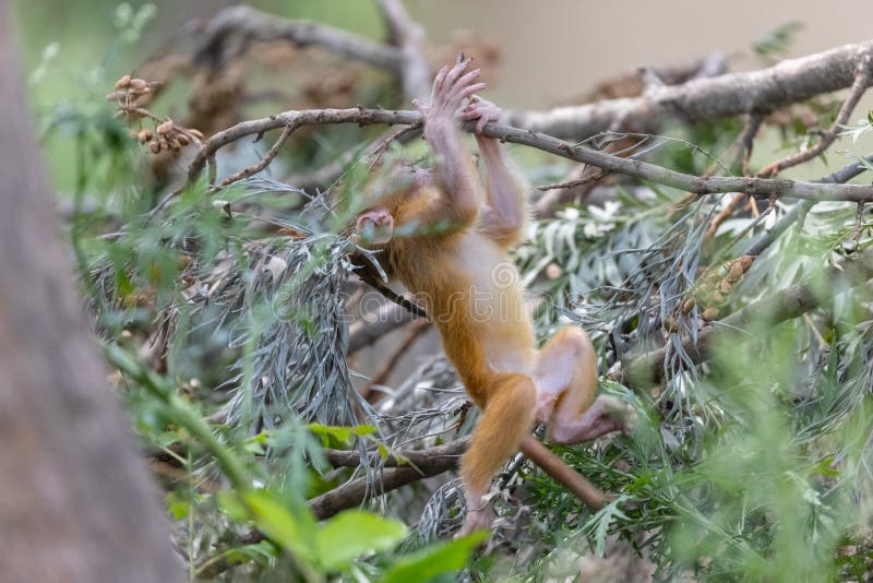 Baby monkey in forest cute playing the indian foto de stock