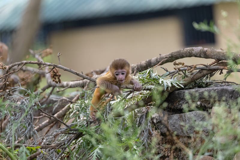 Baby monkey in forest cute playing the indian imagens de stock