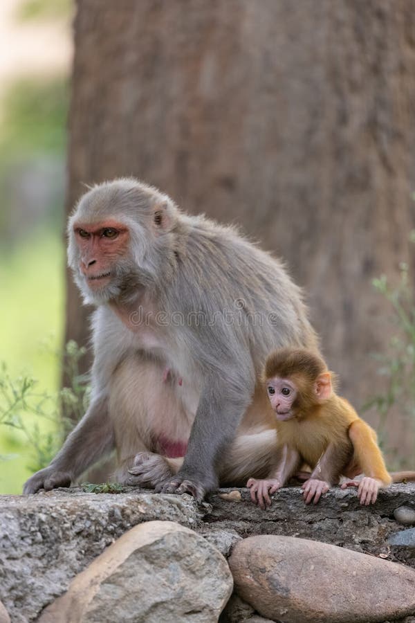 Baby monkey in forest cute playing the indian imagem de stock royalty free