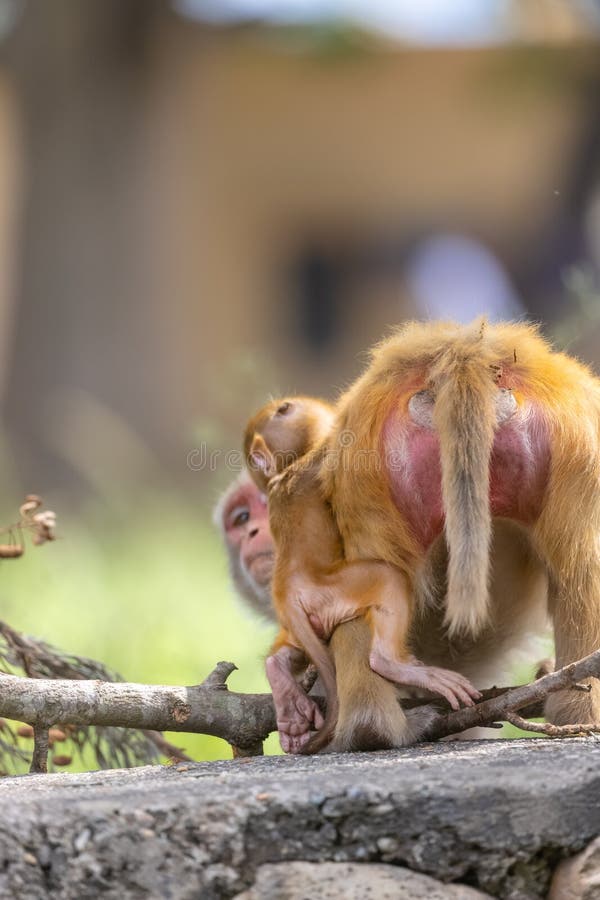Baby monkey in forest cute playing the indian fotografia de stock