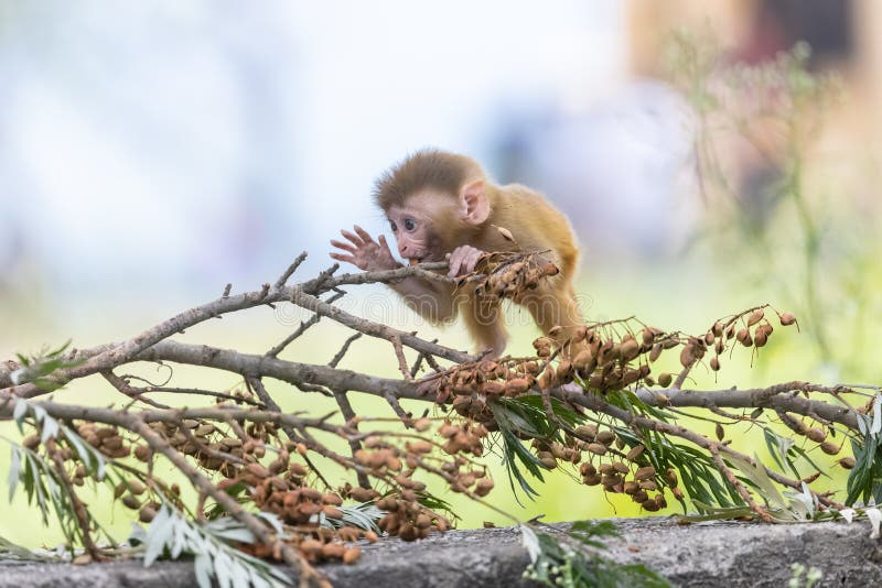 Baby monkey in forest cute playing the indian imagens de stock royalty free