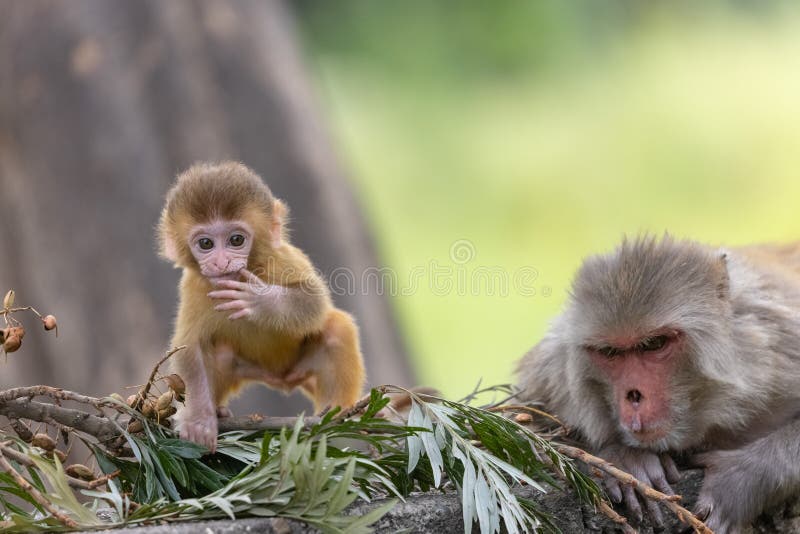 Baby monkey in forest cute playing the indian fotografia de stock
