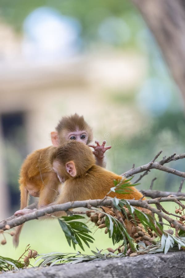 Baby monkey in forest cute playing the indian fotos de stock royalty free