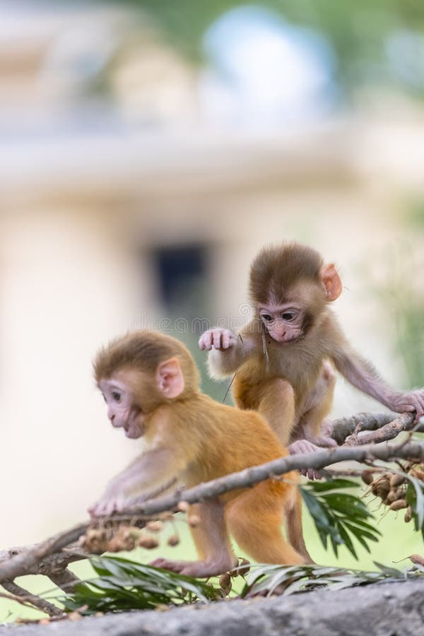 Baby monkey in forest cute playing the indian imagem de stock royalty free