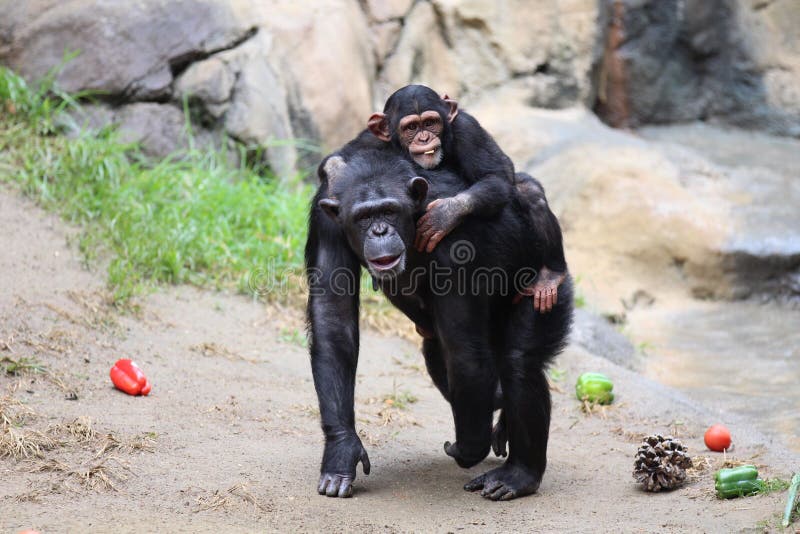 https://thumbs.dreamstime.com/b/baby-monkey-getting-ride-mama-monkeys-back-posing-camera-mamma-baby-monkey-ride-104038465.jpg