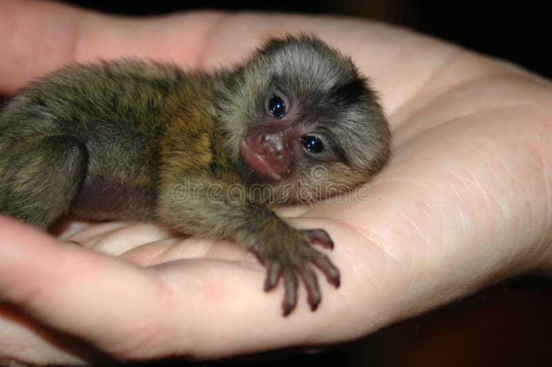 Baby monkey in hand