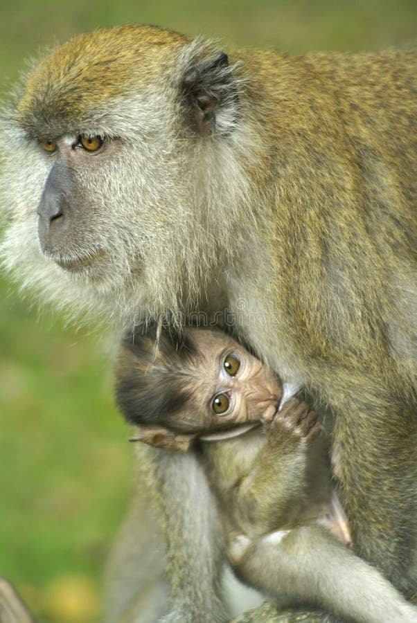 Baby monkey and mom