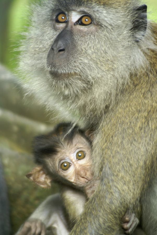 37 766 Baby Monkey Photos Free Royalty Free Stock Photos From Dreamstime