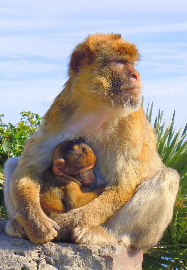 Baby monkey in mother`s arms royalty free stock images Baby monkey in mother`s arms royalty free stock images