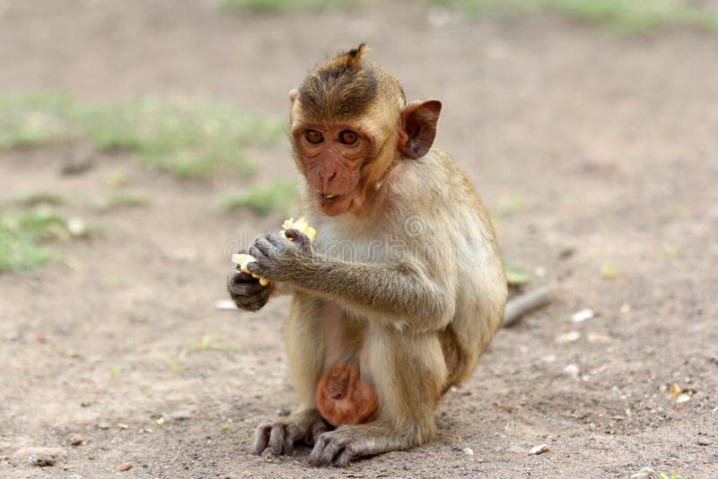 Baby monkey royalty free stock image