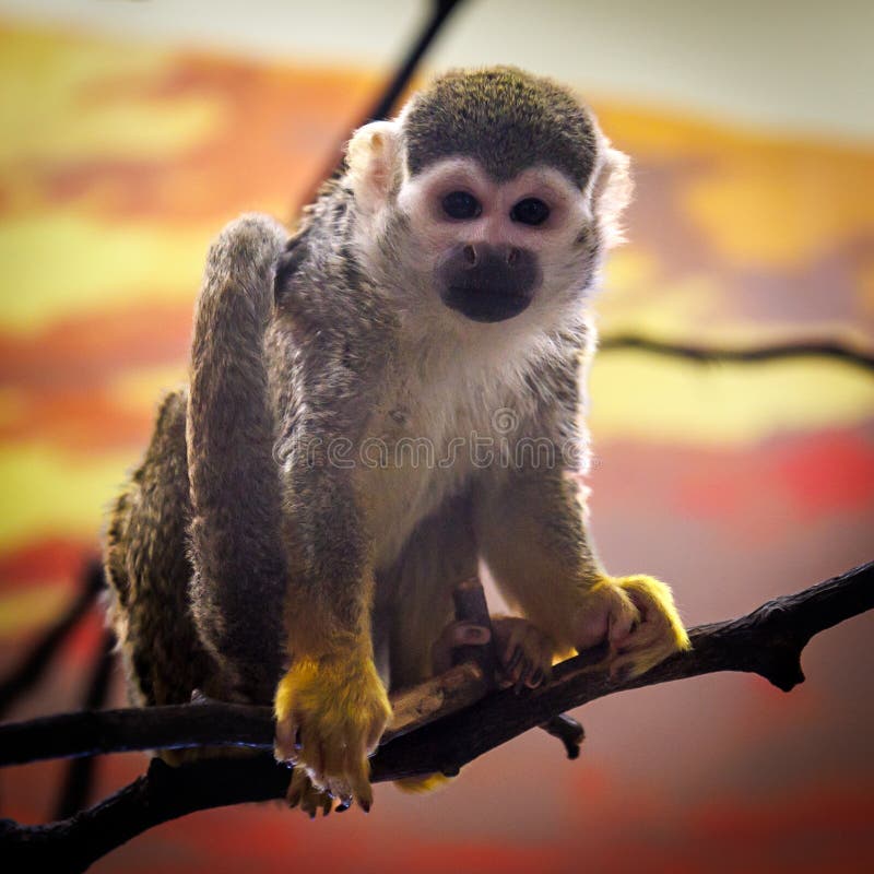 A baby monkey is sitting on a branch royalty free stock photos