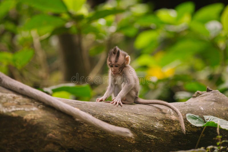 37 809 Baby Monkey Photos Free Royalty Free Stock Photos From Dreamstime