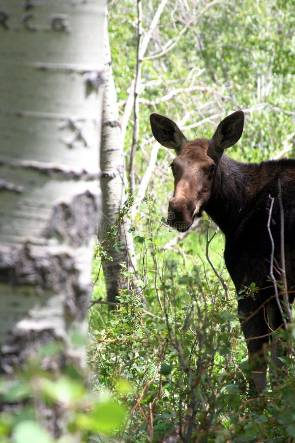 Baby moose