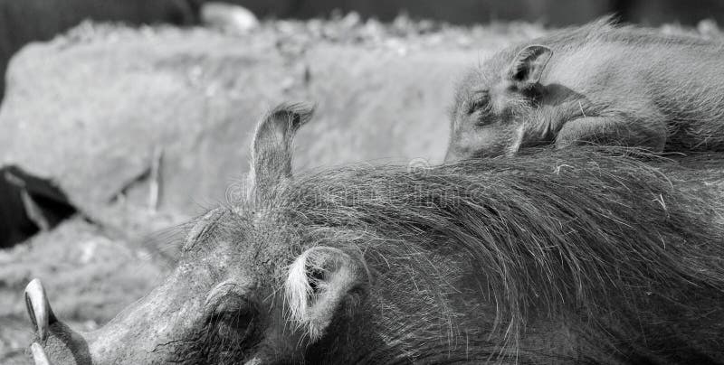 Baby and mother Warthog royalty free stock photography Baby and mother Warthog royalty free stock photography