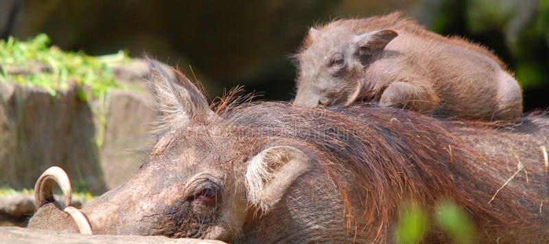 Baby and mother Warthog