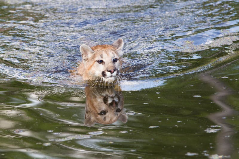 685 Young Mountain Lion Photos Free Royalty Free Stock Photos From Dreamstime