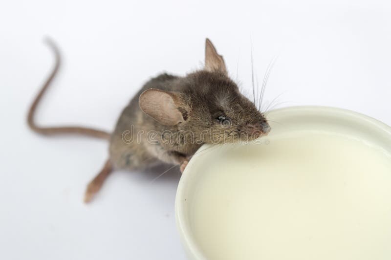 Mouse drinking water stock image. Image of water, rodent 31642839